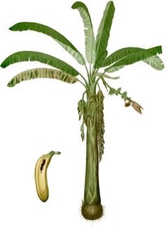 Musa x paradisiaca Banana